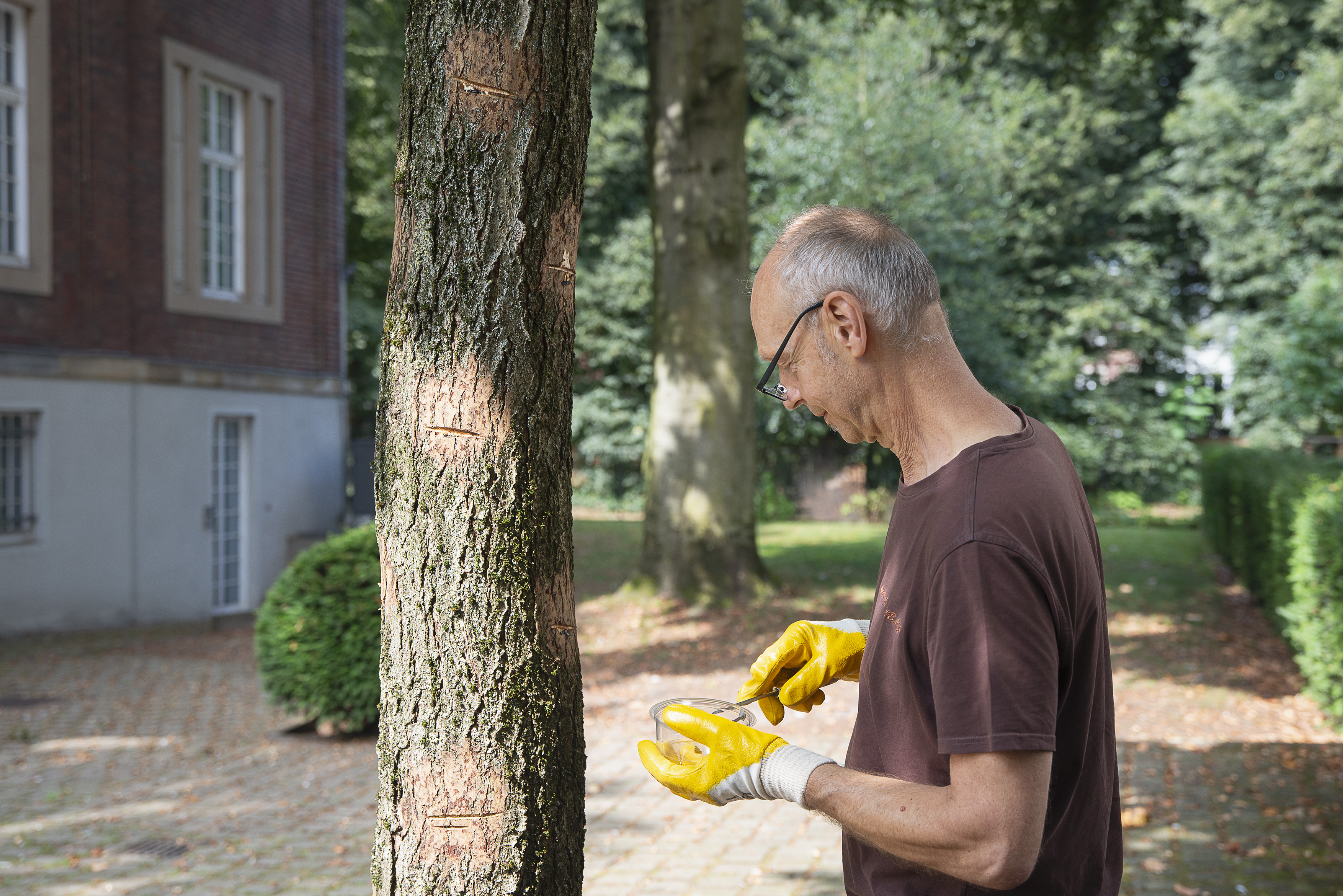Mann erntet einen Lackbaum.